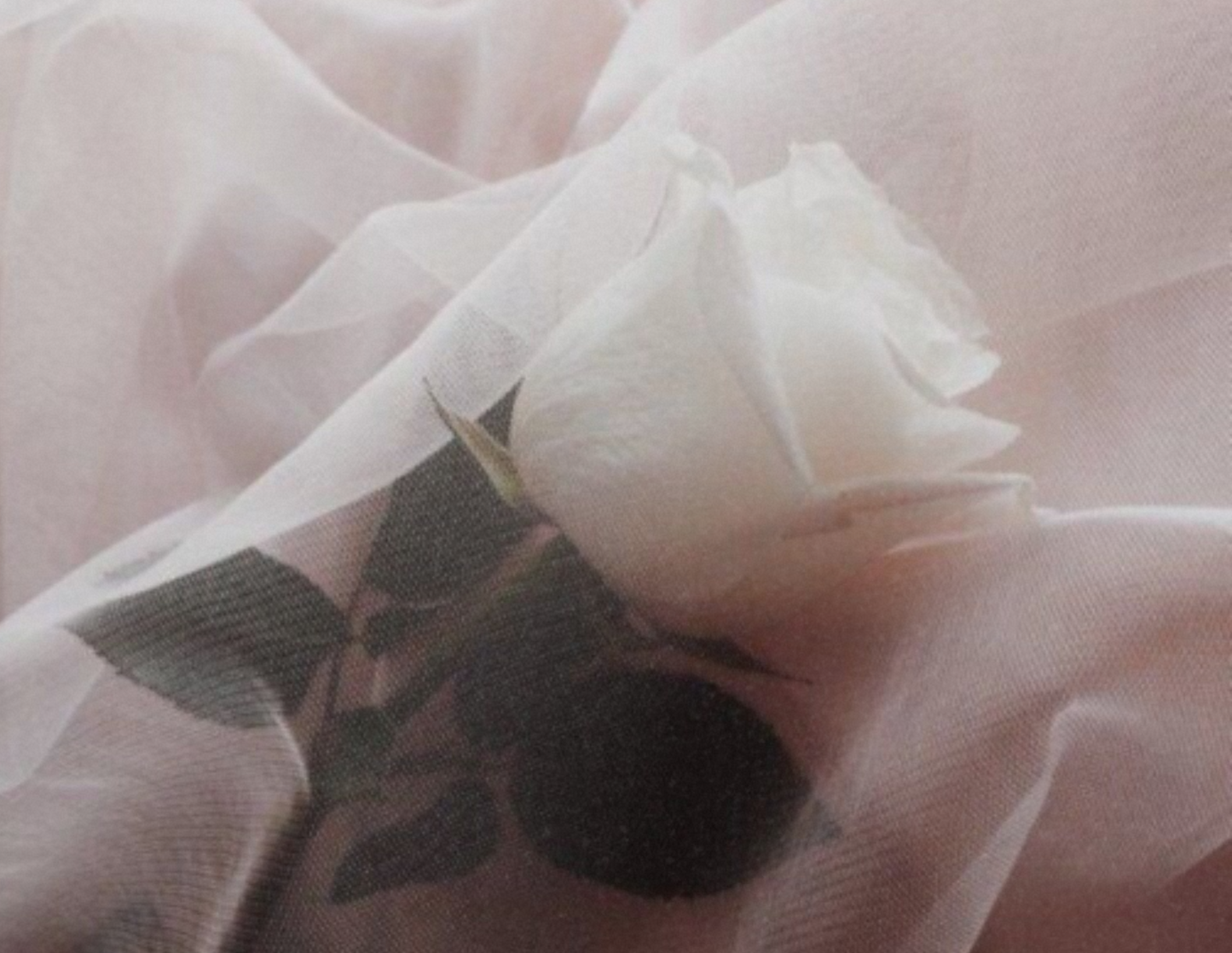 Personalised Love Letters & Sensual ASMR, Devotions: Personalised Voice Notes That Feel Like Secrets Meant Only For You.